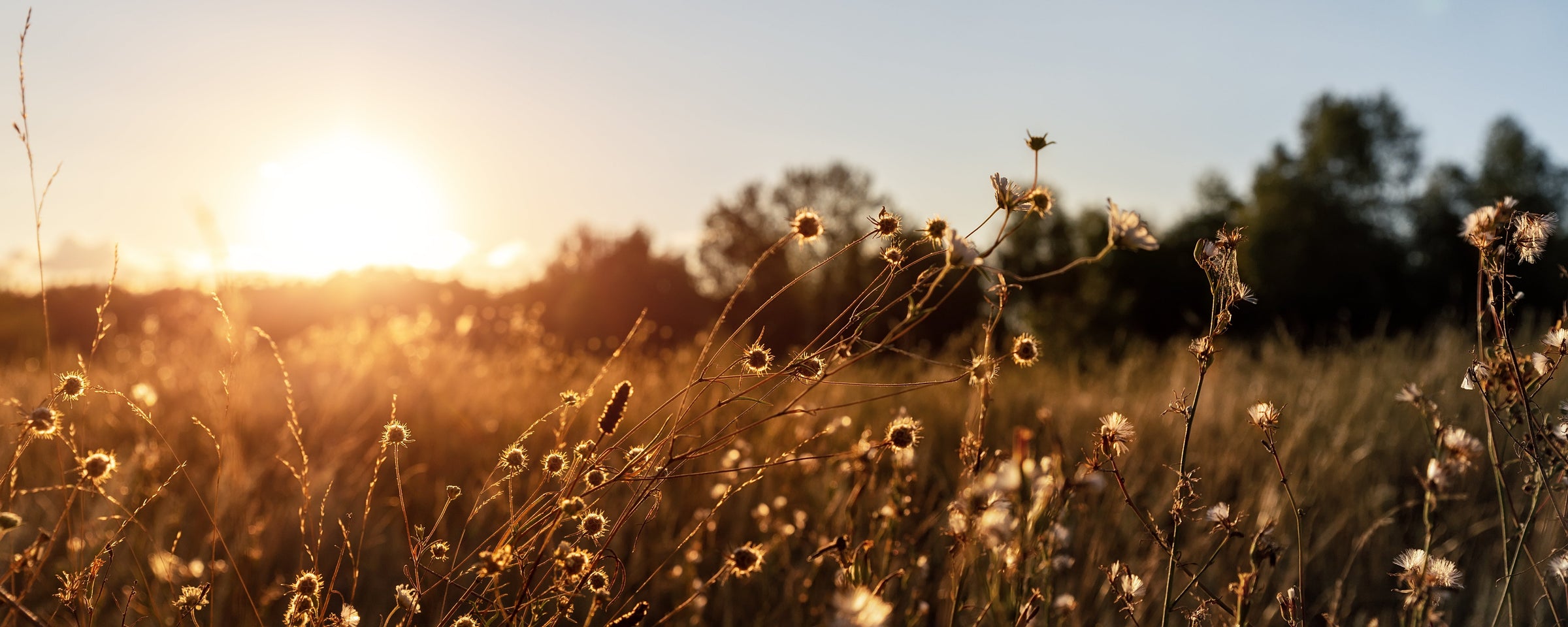 Golden Earth with sunset light over field