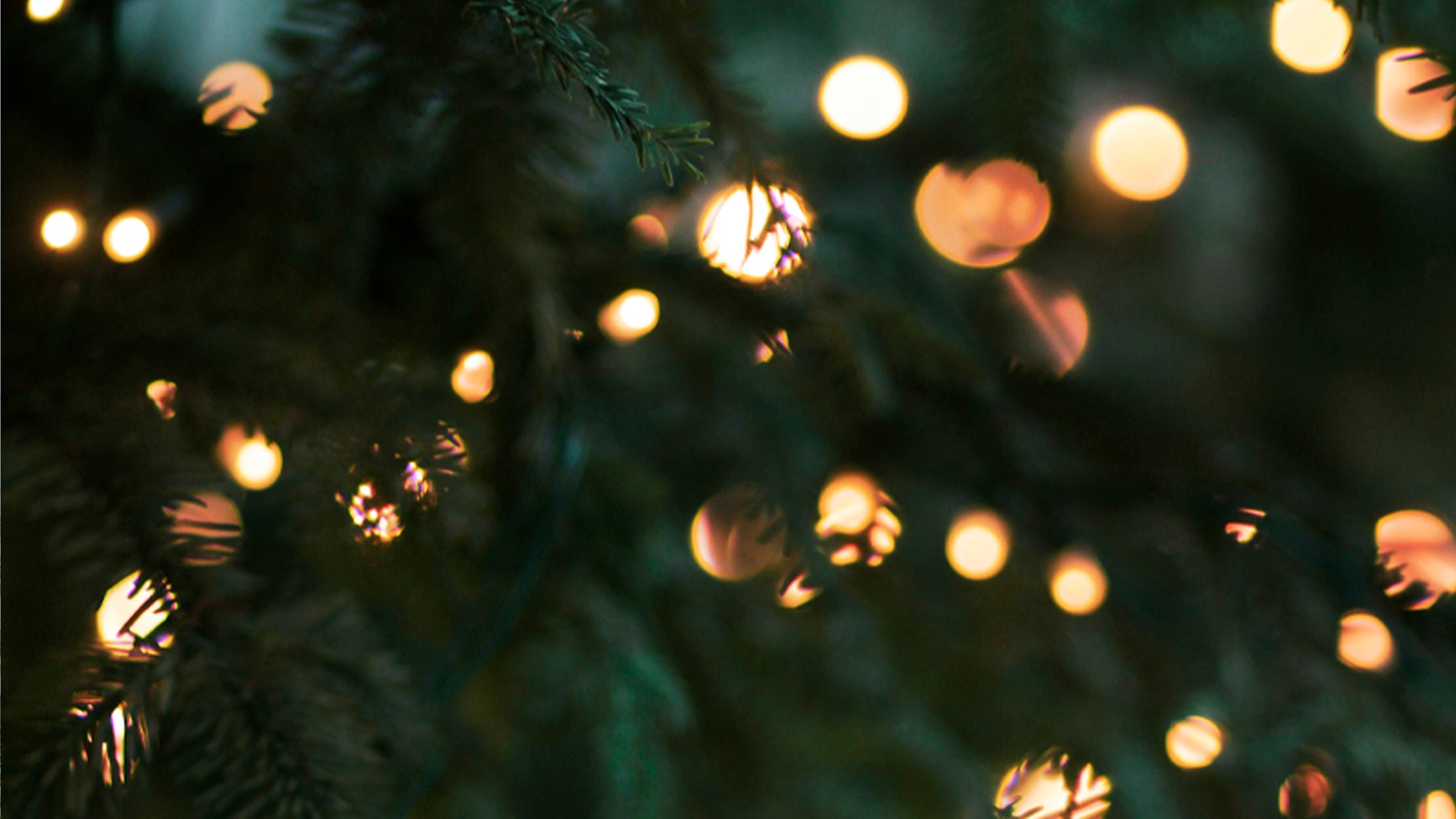 des sapins de Noël avec des lumières